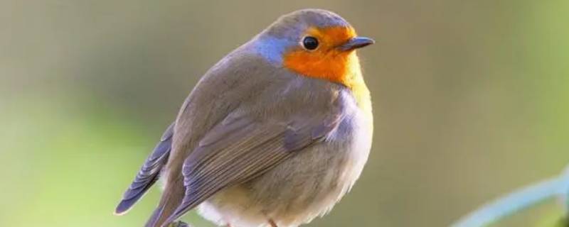 多大的鸟算淘汰鸟