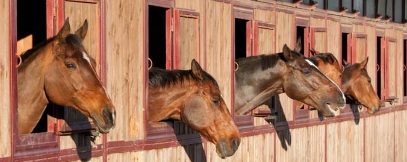 马栅是马的家吗