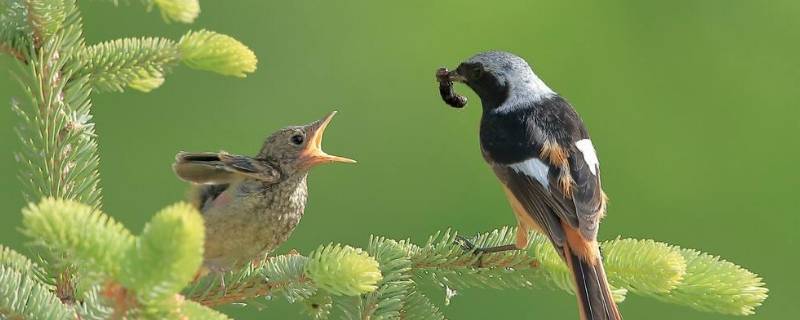 小鸟从什么飞起来