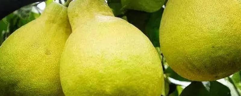 沙田柚的功效与作用
