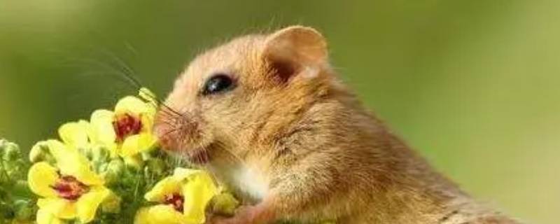 今期生肖找管家打一生肖