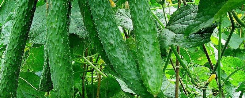 青瓜和黄瓜有什么区别